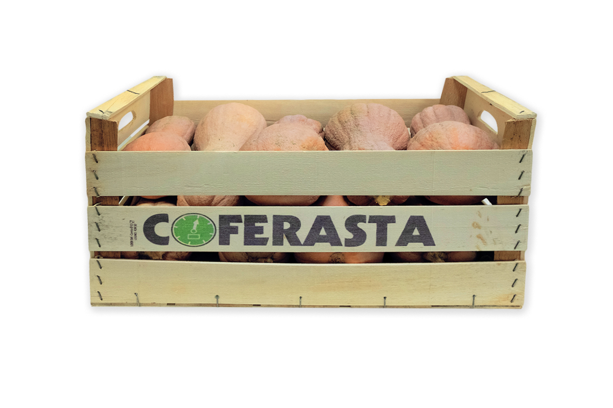 zucca