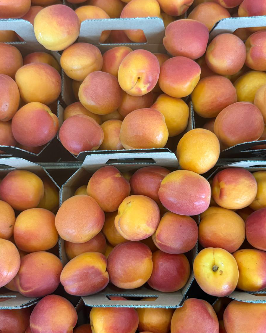 primafrutta-30x50-+-cest
