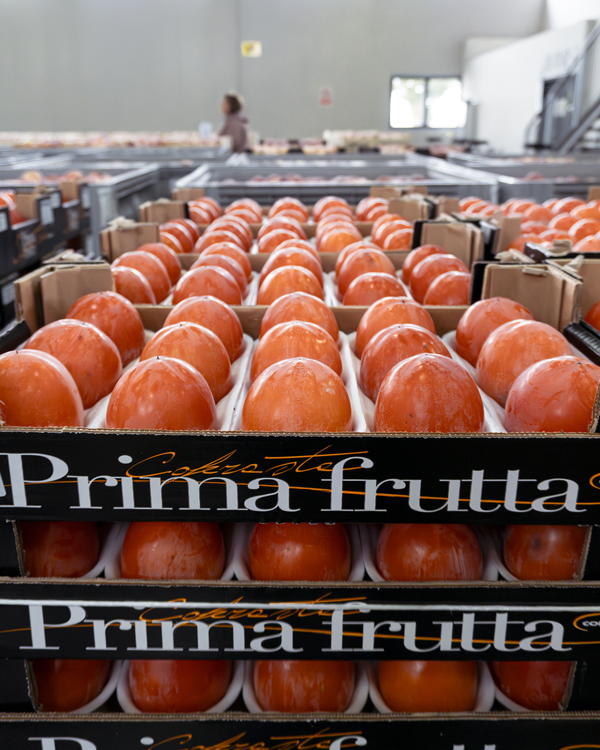 30x50x9-primafrutta